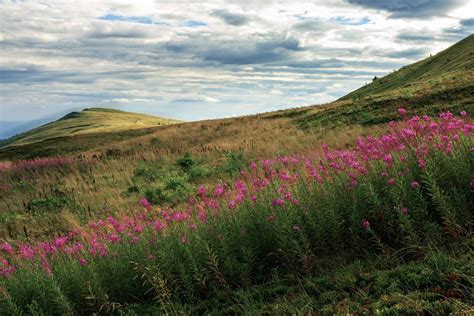High Wild Flowers At The Mountain Top Free Photo Download Freeimages
