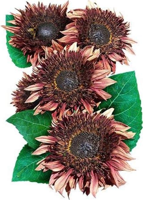 Double Dandy Sunflower Seeds 15 Count Etsy