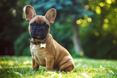 French Bulldog Set To Become Uks Favourite Dog Breed The Independent