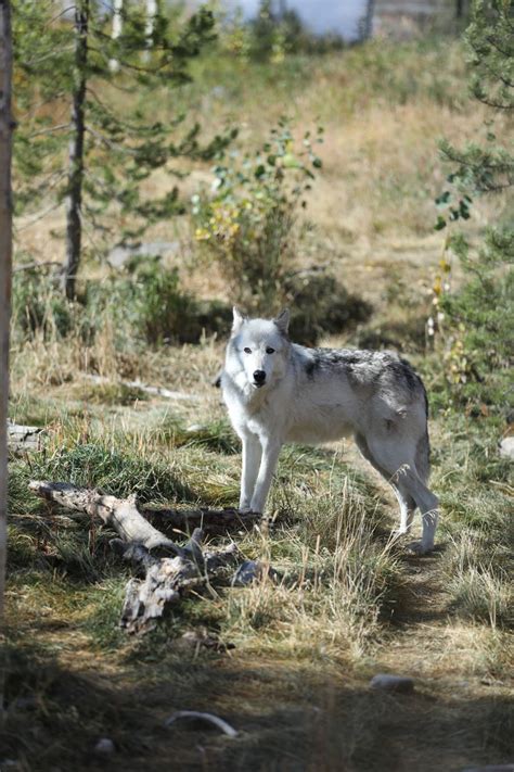 North American Gray Wolf Zoochat