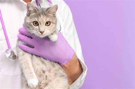 Premium Photo Veterinary Examination Of The Cat Kitten At The