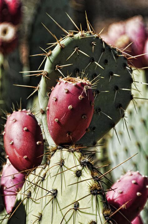 Prickly Pear Cactus Photograph By Saija Lehtonen