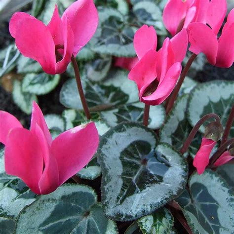 Hardy Cyclamen The Best Uk Varieties For Colourful Impact
