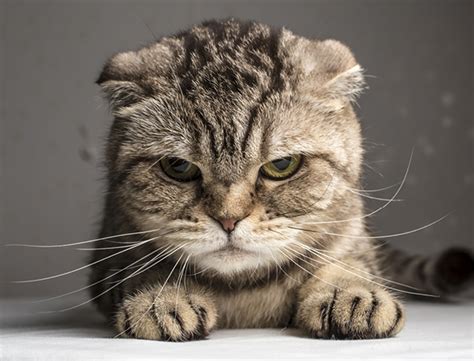 Debaters and entrepreneurs may seem chaotic to the average person, but there is order there. 12 reasons why I really DON'T like cats