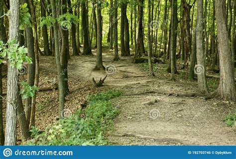 A Quiet Path In The Woods Stock Photo Image Of Peaceful 192703746