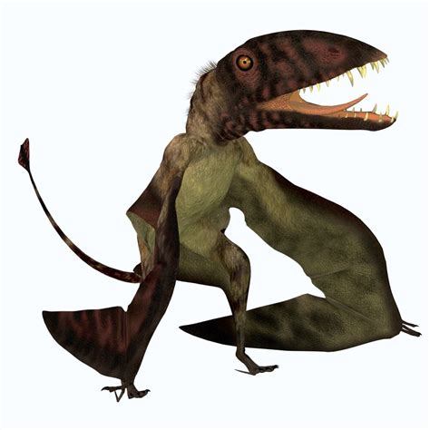 Dimorphodon Was A Carnivorous Flying Pterosaur That Liived In The