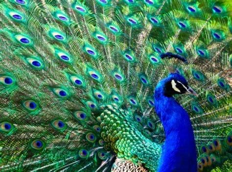 Male Peacock Displaying His Colorful Feathers Male Peacock Colorful