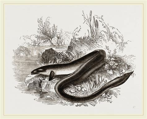 Sharp Nosed Eel Drawing By Litz Collection Fine Art America