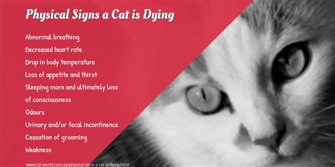 Symptoms can be confused with a problem in the intestines such as a blockage or a condition called peritonitis (a rupture of a tissue. What Are The Symptoms Of A Cat Dying