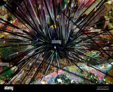 Long Spined Sea Urchin Diadema Setosum Stock Photo Alamy