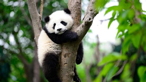 15 Curiosidades Del Oso Panda Hogarmania