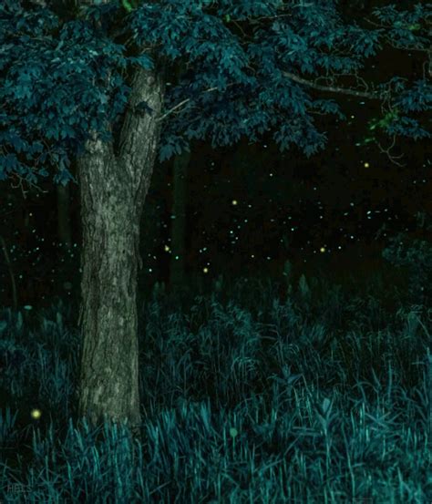 Fireflies In The Forest Image Abyss