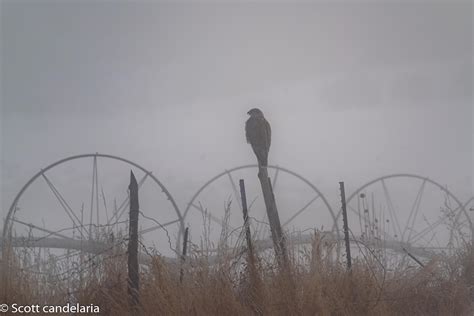 A Hunter In The Fog Rwildlifephotography