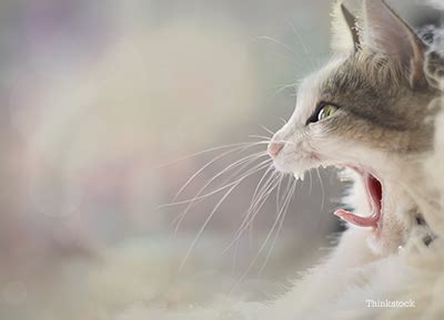 Although coughing is not always something to coughing in cats can occur for a number of reasons. Is It Normal for Cats To Cough?
