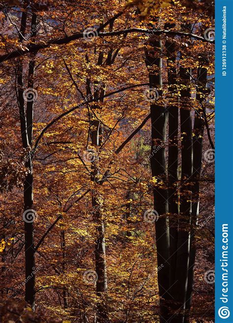 Nature Autumn Sunshine Leaves Yellow Stock Photo Image Of Forest