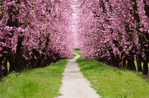 Pictures Of Cherry Blossom Trees Trees Planet Prunus Serrulata