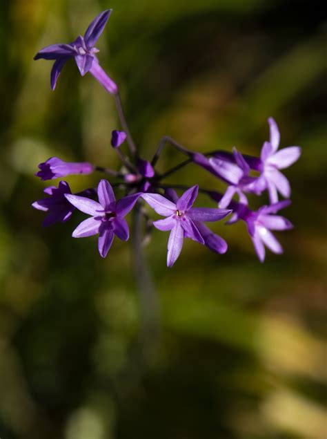 Purple Star Flower Vertical Free Stock Photo Public Domain Pictures