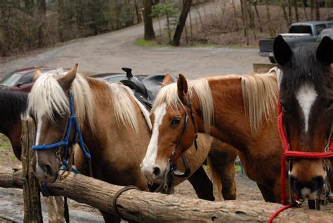 Sugarlands Riding Stables Gatlinburg Tn In Smoky Mountains