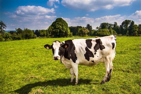 Les Différentes Races De Vaches Laitières Et à Viande Web Agriculteur