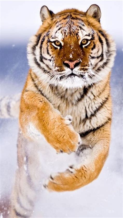Обои тигр Tiger Cute Animals Snow Winter 8k Животные 17107
