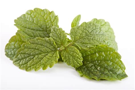 Fresh Mint Leaves Stock Photo Image Of Aroma Leaf Closeup 21761312