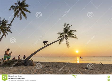 Paradise Beach Sunset Tropical Palm Trees Editorial
