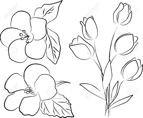 Simple Flower Line Drawing At Getdrawings Free Download