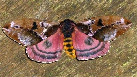 Saturniid Moth Molippa Sp Saturniidae Andreas Kay Flickr