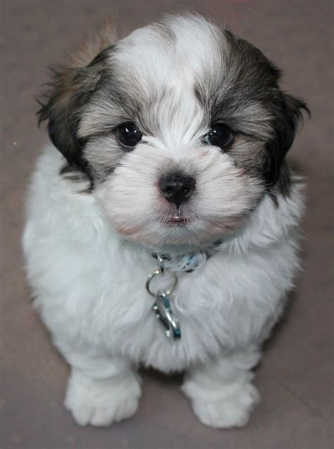 72 Best Images About Puppy Shih Tzu Maltease Training And