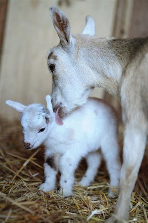 Baby Goat And Mama ⊱ ⊱╮country Living Pinterest