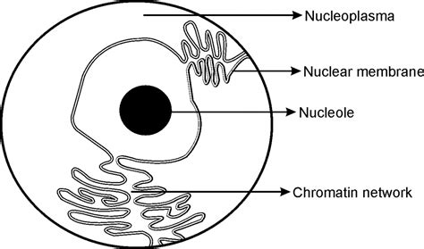 Animal Cell Picture Without Labels Clipart Best
