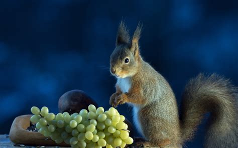 Wallpaper Food Squirrel Wildlife Grapes Whiskers Rodent Fauna