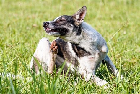 Cortisone For Dogs Uses Side Effects Safety And More