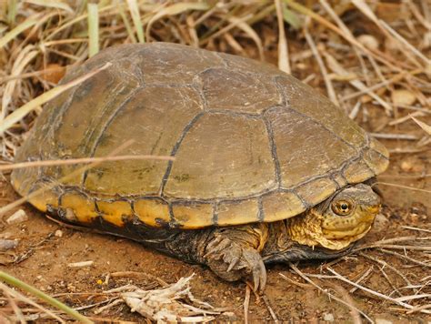 P1180122 Yellow Mud Turtle Kinosternon Flavescens Flavesc Flickr