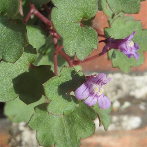 Kenilworth Ivy Cymbalaria Muralis Ivy Plants Shade Plants Flowers