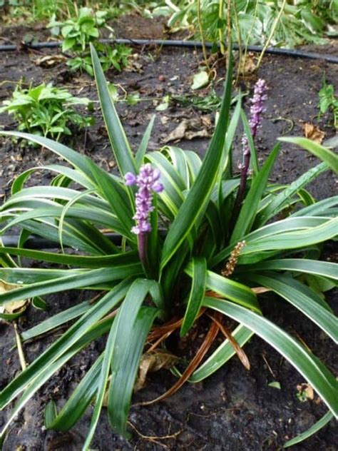 Liriope Muscari Gold Banded Leliegras