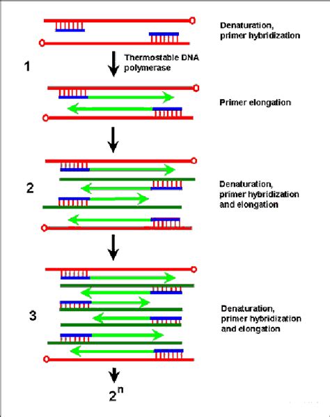 Schematic Representation Of The Polymerase Chain Reaction Pcrthe