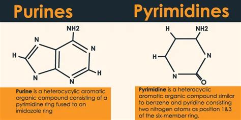 Purines And Pyrimidines 24 Hours Of Biology