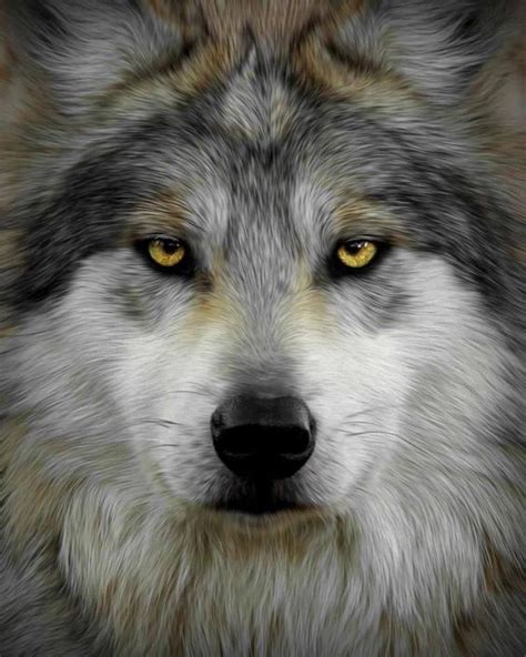 Gray Wolf Cute Animals Pinterest Beautiful Gray