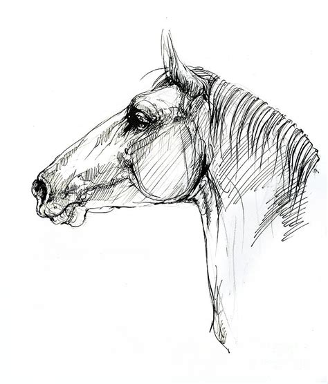 Horse Head Drawing By Angel Ciesniarska