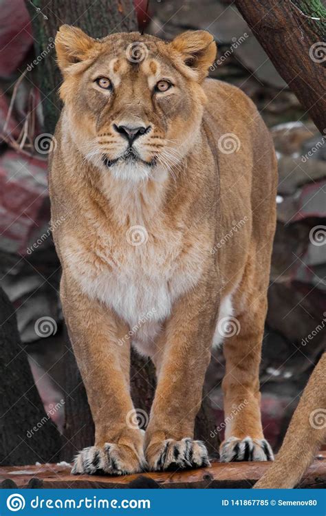 Proud Female Lioness Is Standing Full Face A Beautiful Body Of A