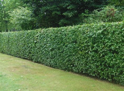 Fast Growing Hedges Fast Growing Hedging Plants Fast Tall Hedge