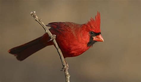 What Is The State Bird Of Indiana And Their Facts