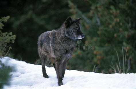 Northern Rocky Mountains Wolf Canis Lupus Irremotus Stock Photo