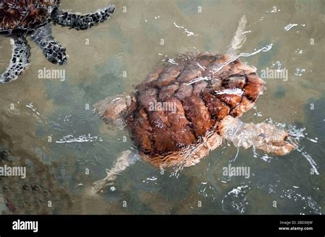 Big Young Turtles Swim In The Water Environmental Pollution Saving