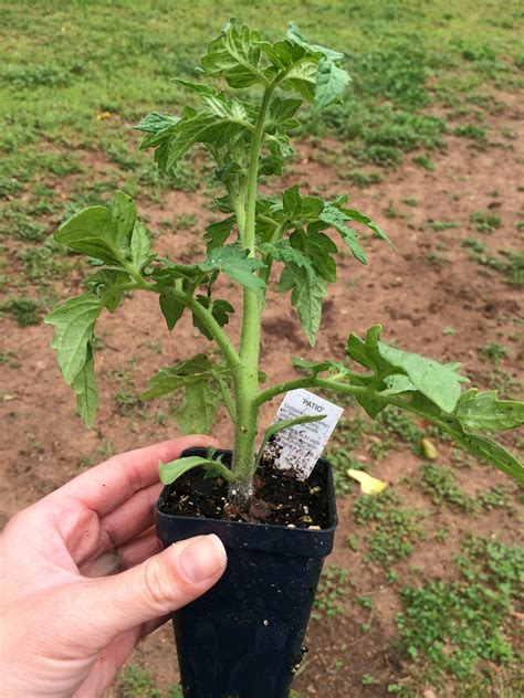 Tips For Transplanting Gardening In The Panhandle