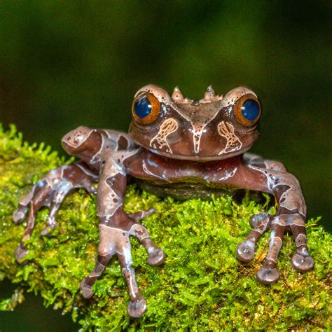 Coronated Tree Frog Photography Art | John Martell Photography