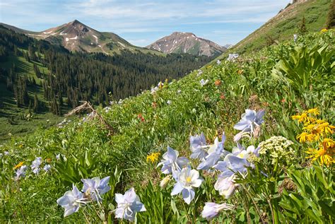 Crested Butte Summer Wildflowers And Mountains Photograph By Cascade