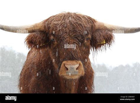 Highland Cow Standing In The Falling Snow In The Winter Big Highland