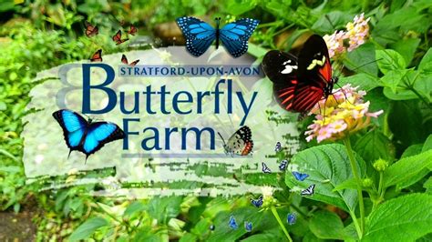 Stratford Butterfly Farm Visit Stratford Upon Avon Youtube